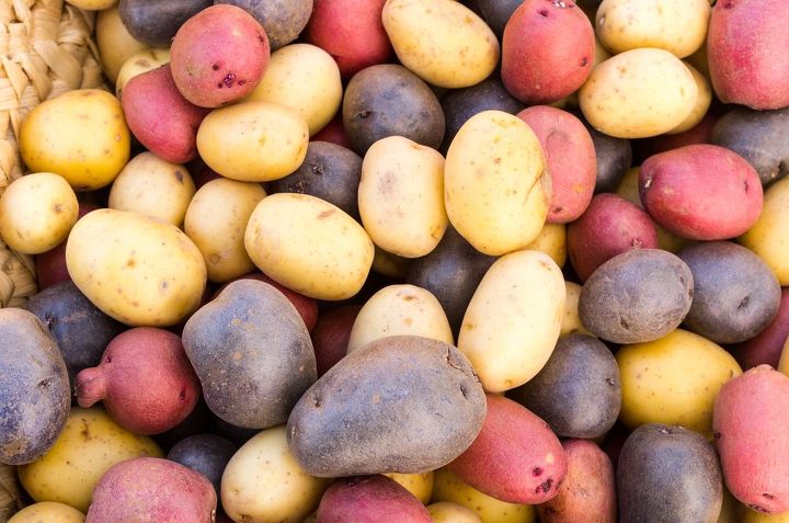 como cultivar batatas