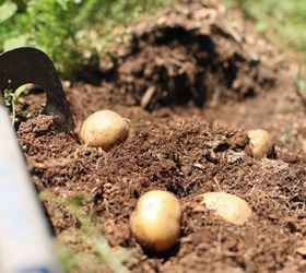 how to grow potatoes, gardening, homesteading, how to