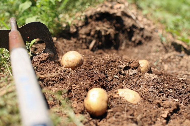 como cultivar batatas
