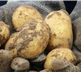 how to grow potatoes, gardening, homesteading, how to