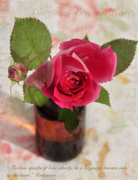 el significado secreto de los colores de las rosas