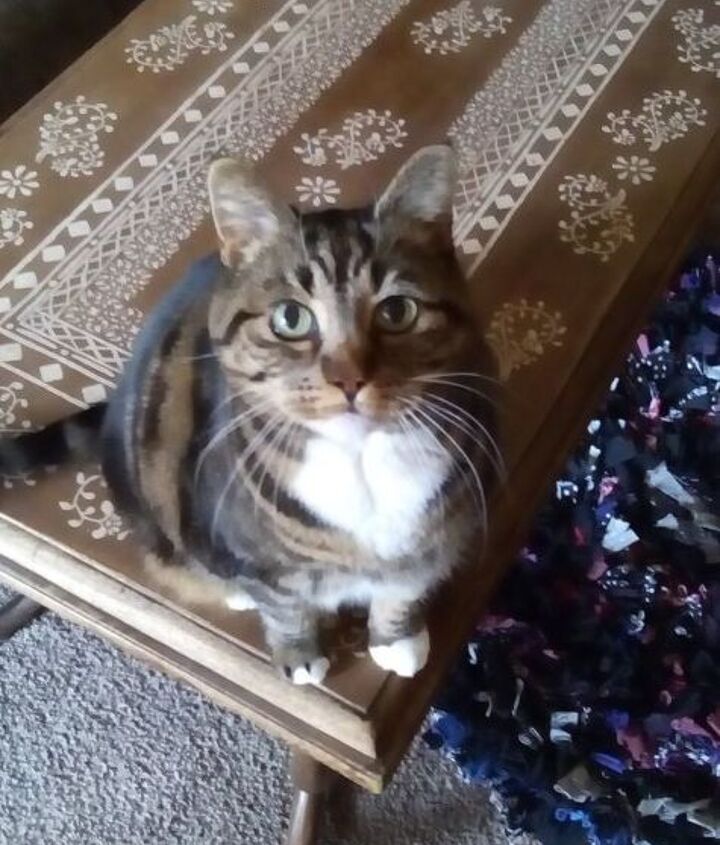 Cat Hit Head On Coffee Table Ideas Faux Inlay Coffee Table Hometalk