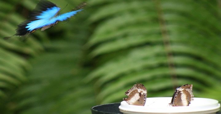 4 estupendas formas de atraer a las mariposas deja que la naturaleza embellezca tu, Comedero de plato