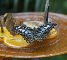4 super ways to attract butterflies let nature beautify your garden, gardening, outdoor living, Butterfly House