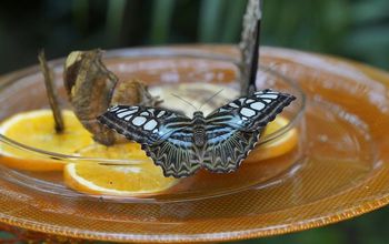4 Super Ways to Attract Butterflies–Let Nature Beautify Your Garden!