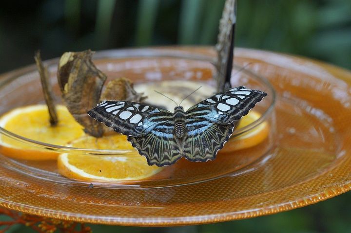4 super ways to attract butterflies let nature beautify your garden, gardening, outdoor living, Butterfly House