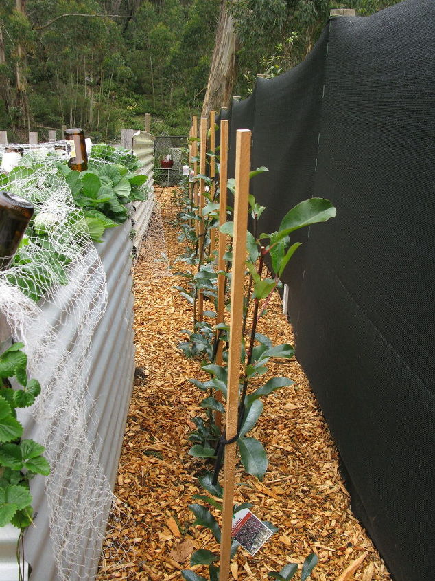 plantar un seto photinia red robin, Estacado de las plantas