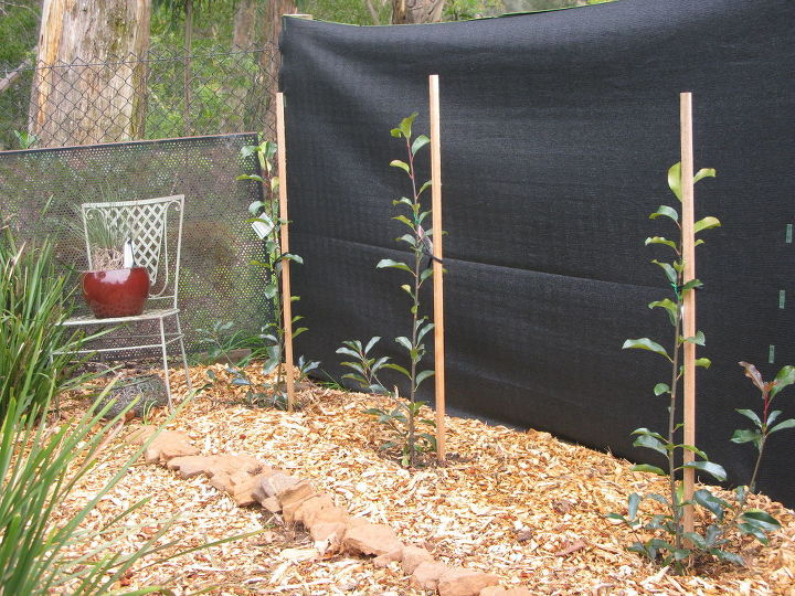 plantar un seto photinia red robin, Usamos mantillo de virutas de madera para acolchar la zona