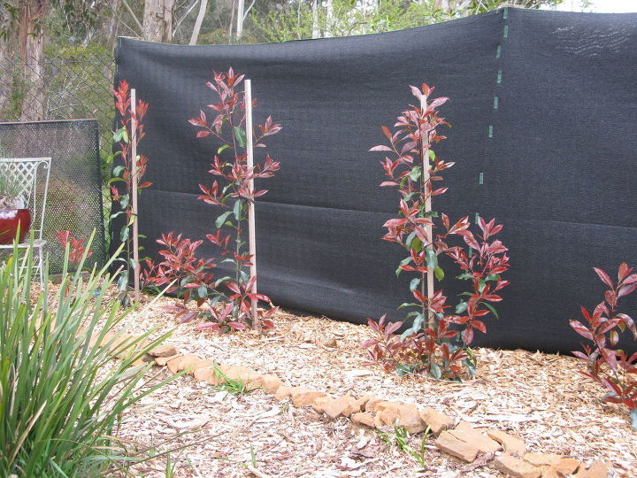 planting a hedge photinia red robin, gardening, outdoor living