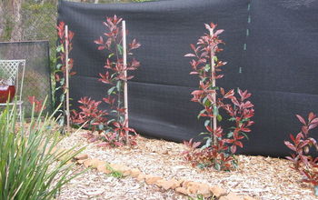 Planting a Hedge - Photinia Red Robin