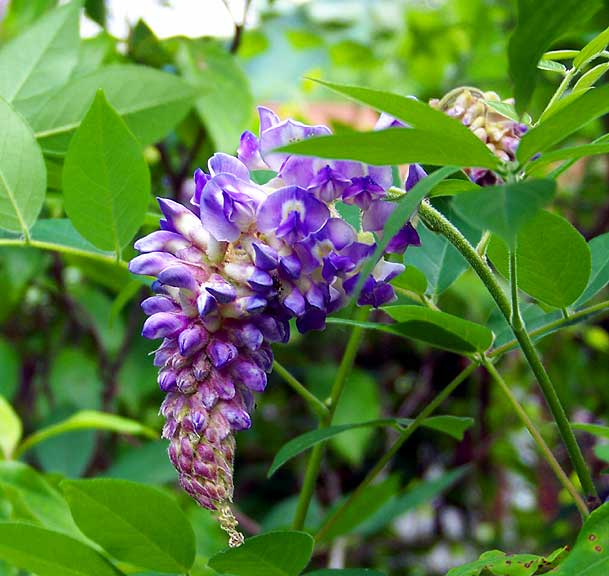 wisteria plant is taking over, Wisteria from my home