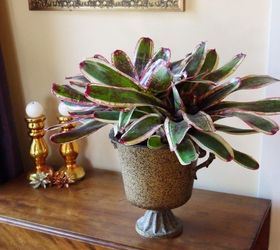 caring for bromeliads what you need to know to grow them indoors, container gardening, flowers, gardening
