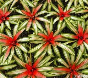caring for bromeliads what you need to know to grow them indoors, container gardening, flowers, gardening