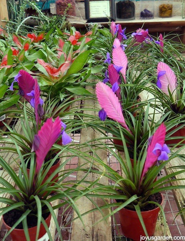 caring for bromeliads what you need to know to grow them indoors, container gardening, flowers, gardening