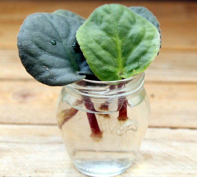 s 12 awesome ideas for gardeners who are impatient for spring, gardening, Propagate some indoor plants