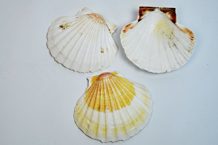 diy gorgeous scallop shell trinket dishes, crafts, repurposing upcycling