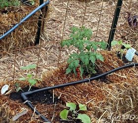 What Are The Steps Taken When Making A Straw Bale Garden Hometalk