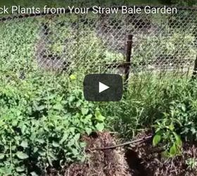 cutting back overgrowth straw bale gardening, gardening, how to, landscape