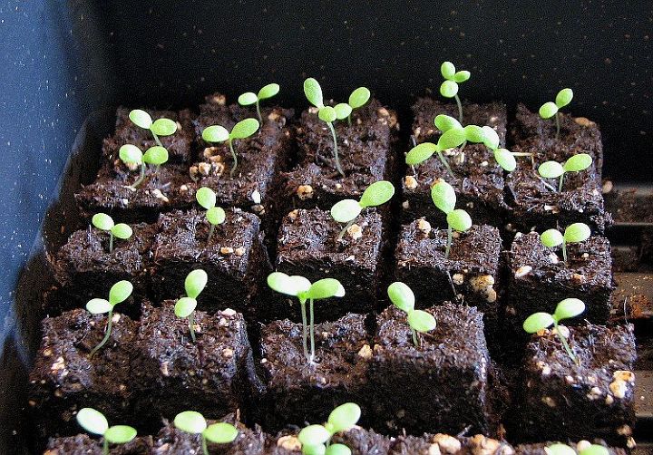 soil blocking economical space saving seed starting, gardening, how to
