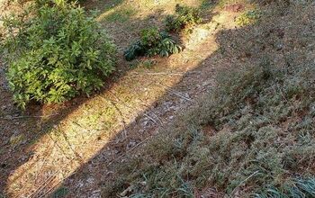 Will mulch affect hostas growth?
