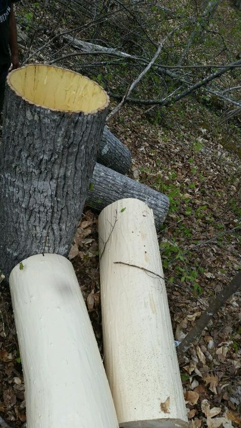 bark walls harvesting poplar bark, diy, repurposing upcycling, wall decor