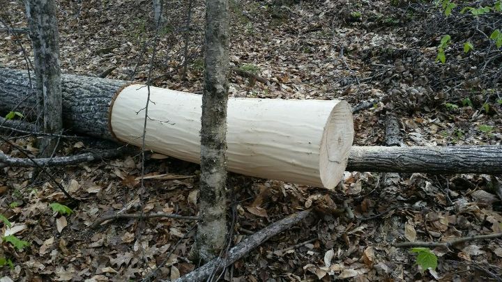 bark walls harvesting poplar bark, diy, repurposing upcycling, wall decor
