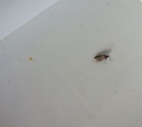 Pantry Moth Larvae On Ceiling