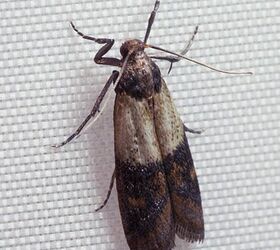 https://cdn-fastly.hometalk.com/media/2016/02/24/3286341/what-to-do-about-pantry-moths.jpg?size=350x220