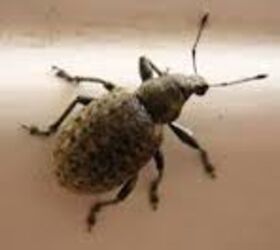 How to Get Rid of Weevils in Your Pantry - Bob Vila