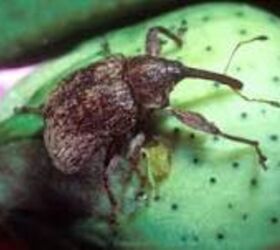 How to Get Rid of Weevils in Your Pantry - Bob Vila