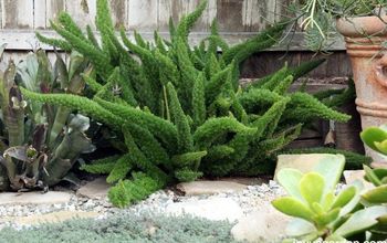 An Easy Care & Fun Fern: Myers or Foxtail Fern