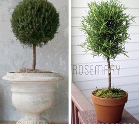 easy diy living rosemary and boxwood topiary on a budget