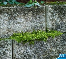 remove moss easy as pie, cleaning tips, concrete masonry, how to, 1 Remove Moss from Bricks with No Scrubbing