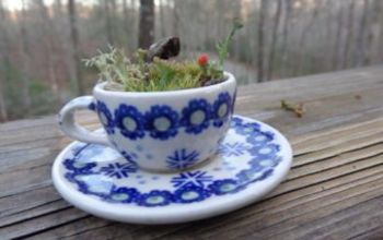 Terrarium Miniature Tea Cup Saucer Moss Zen Lilliputian Garden Fairy