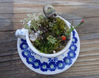 terrario miniatura taza de te platillo musgo zen lilliputian garden fairy, Terrario de tazas de t