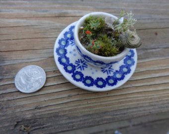 terrarium miniature tea cup saucer moss zen lilliputian garden fairy, gardening, terrarium