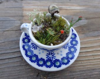 terrario miniatura taza de te platillo musgo zen lilliputian garden fairy, Terrario de tazas de t