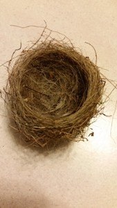 identificacin del nido de pjaros