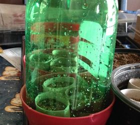 pop bottle greenhouse w t paper seedlings, container gardening, gardening, how to, repurposing upcycling