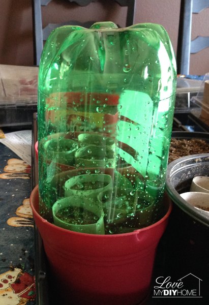 pop bottle greenhouse w t paper seedlings, container gardening, gardening, how to, repurposing upcycling