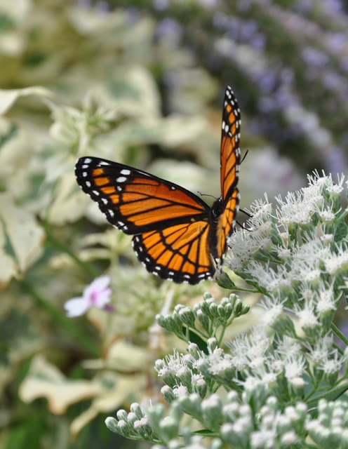 how to create a butterfly garden, gardening, how to