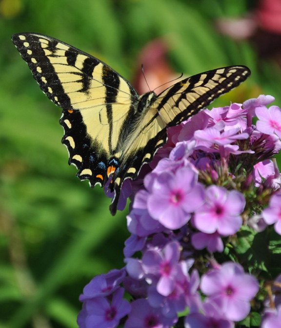 how to create a butterfly garden, gardening, how to