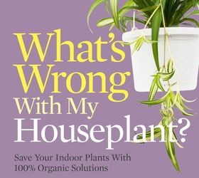 what s wrong with my houseplant, gardening
