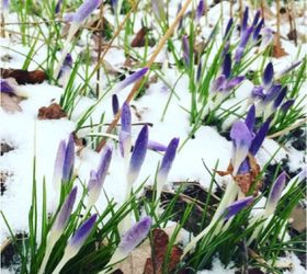 are my bulbs ok in the snow, flowers, gardening, Early Crocuses out in the snow