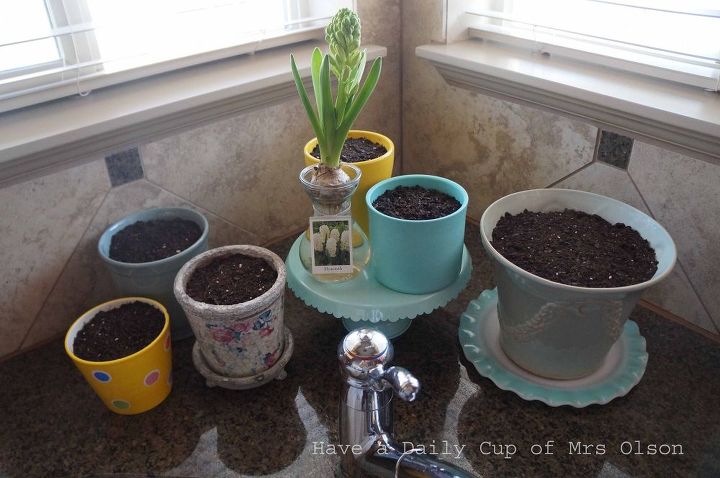 planting pots of grass for spring color, container gardening, gardening