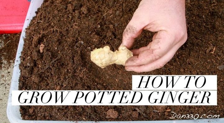 como cultivar gengibre em vaso