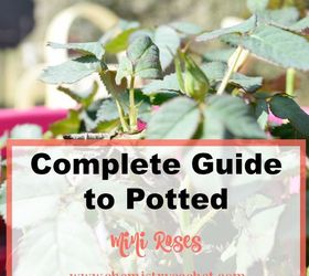 potted mini rose bush series part one how to pot a mini rose bush, container gardening, flowers, gardening, how to