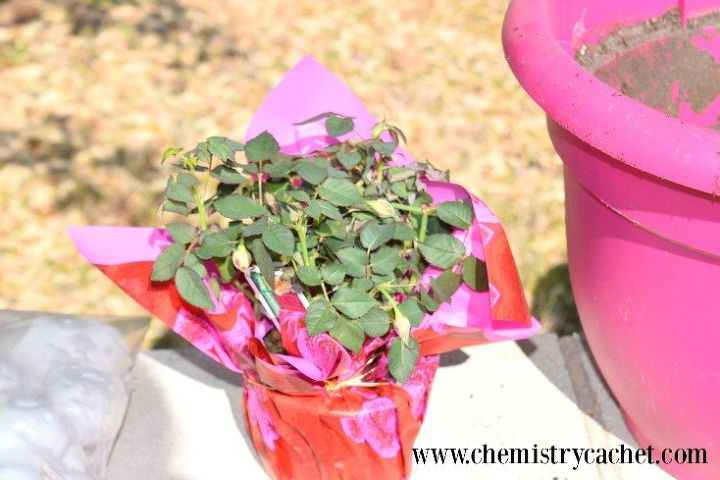 serie de mini rosales en maceta primera parte como plantar un mini rosal en maceta