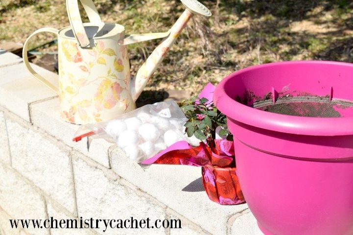 potted mini rose bush series part one how to pot a mini rose bush, container gardening, flowers, gardening, how to