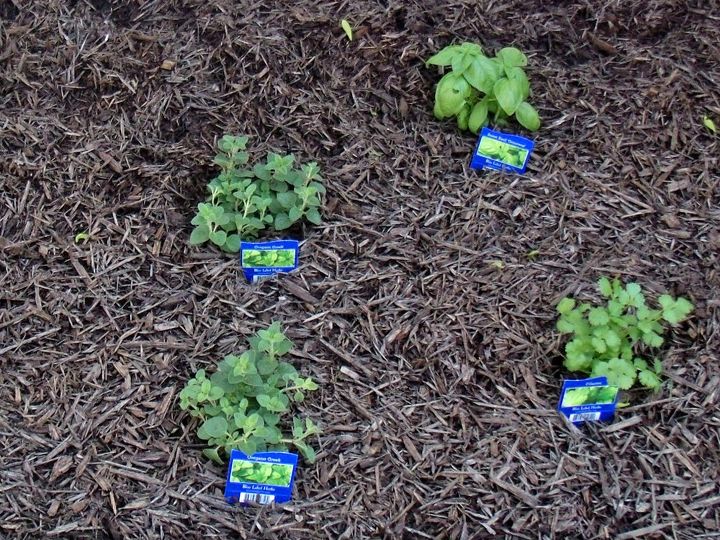 5 timas dicas para fazer jardinagem com crianas